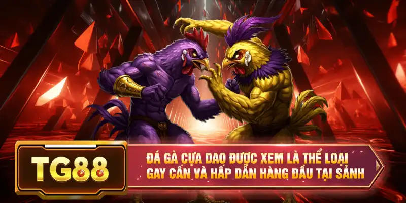 Đá gà cựa dao được xem là thể loại gay cấn và hấp dẫn hàng đầu tại sảnh